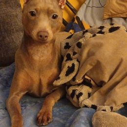 Phoenix - Miniature Pinscher