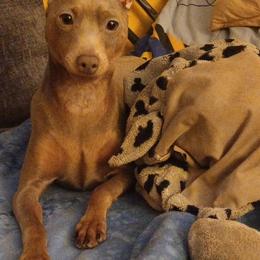 Phoenix - Miniature Pinscher