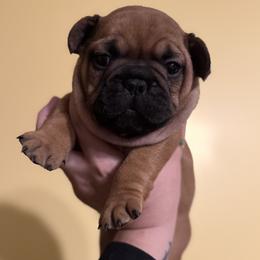 Boy 2 - Fawn male French Bulldog puppy in Litchfield, Ohio from Rock N’ Roll Frenchies