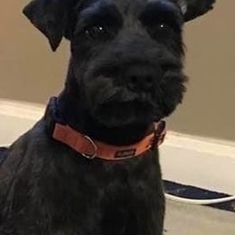 Miniature Schnauzer Puppies from Lakehouse Miniature Schnauzers of Southern Indiana