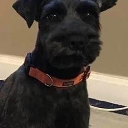 Miniature Schnauzer Puppies from Lakehouse Miniature Schnauzers of Southern Indiana