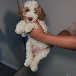 Purple female - Parti female Goldendoodle puppy in Fort Myers, Florida from Gandystailsofjoy