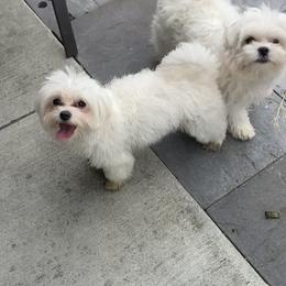 Maltese Puppies from B&O Maltese