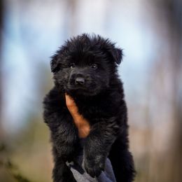 Buzz - Black male German Shepherd puppy in Knowlton Township, New Jersey from Augenblick Kennels