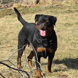Tess - Rottweiler