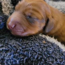 Male 1 - Red male Dachshund puppy in Weatherford, Texas from Star-Key's Dachshunds