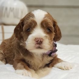 Cockapoo, Cocker Spaniel, and Goldendoodle Puppies from Robbin's Treasures
