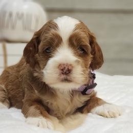 Cockapoo, Cocker Spaniel, and Goldendoodle Puppies from Robbin's Treasures