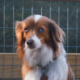 Lani - Toy Australian Shepherd