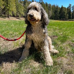 Missie - Bernedoodle