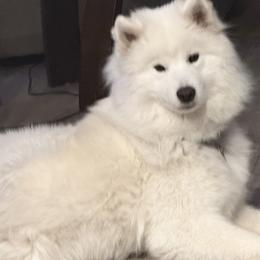 Breeze - Samoyed