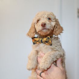 Goldendoodle Puppies from Derby Doodles