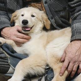 Ellie - Golden Retriever