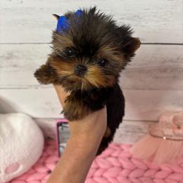 Maltese and Yorkshire Terrier Puppies from tatortot pup