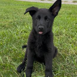 Dark purple - Black female German Shepherd puppy in Midway, Kentucky from Von Charry German Shepherd’s