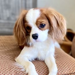 Onion - Cavalier King Charles Spaniel