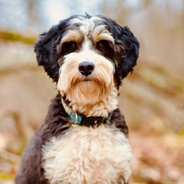 Mitzi - Bernedoodle