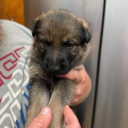 A1-4 Sable Boy - Sable male German Shepherd puppy in Lincoln, California from Valor-K9s