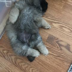 Chow Chow Puppies from Maven Chows