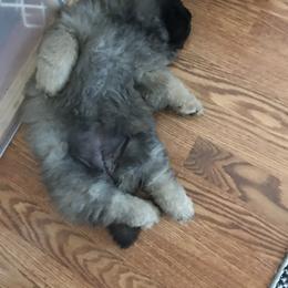 Chow Chow Puppies from Maven Chows