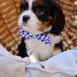 Tri Color Boy - Tri-color Cavalier King Charles Spaniel puppy in Carlsbad, California from Carlsbad Cavaliers