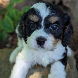 Tri Color Boy-2 - Tri-color male Cavapoo puppy in San Diego, California from WW Cavapoos
