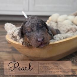 White - Merle female Goldendoodle puppy in West Chester, Ohio from Doodles of West Chester