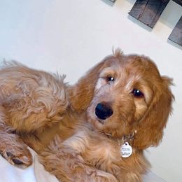 Australian Shepherd, Goldendoodle, and Poodle Puppies from Country Poos and Dos