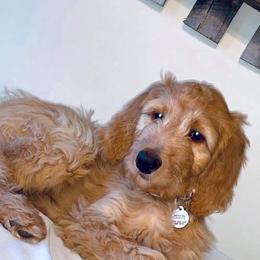 Australian Shepherd, Goldendoodle, and Poodle Puppies from Country Poos and Dos