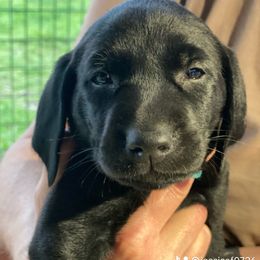 Labrador Retriever Puppies from Fuller Paws of Texas