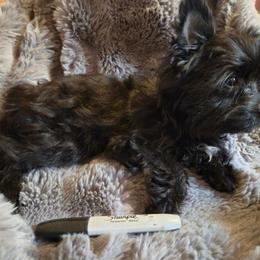 Apollo - Parti male Yorkshire Terrier puppy in Zuni, Virginia from Serendipity Yorkies