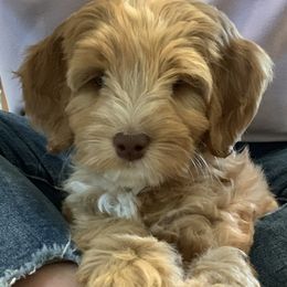 Australian Labradoodles from Joyous Additions Kennels