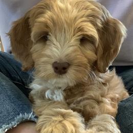 Australian Labradoodles from Joyous Additions Kennels