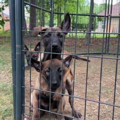 Belgian Malinois Puppies from Artaks Home Malinois