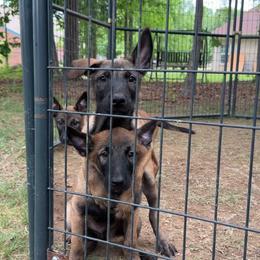 Belgian Malinois Puppies from Artaks Home Malinois