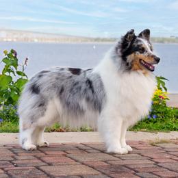 Cali - Shetland Sheepdog