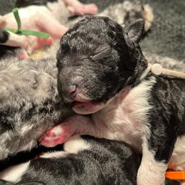 Gray - Parti male Poodle puppy in Wilkes Barre, Pennsylvania from Apricity Poodles