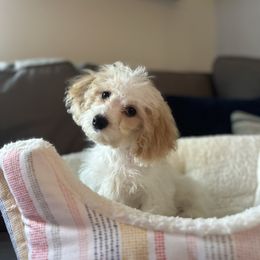 Marlin - Blenheim male Cavapoo puppy in Knoxville, Tennessee from Dukes Forever Doodles