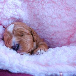 Odin - Red male Cavapoo puppy in Kalamazoo, Michigan from Sleeping Bear Kennels
