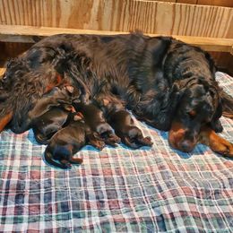 Gordon Setter puppies from Katherine's Golden Retrievers, Gordon Setters, and English Setters