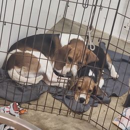 Jack - Red black and white male Beagle puppy in Brockway, Pennsylvania from Sugar Hill Hounds
