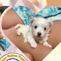 Maltese from Meyer Maltese Puppies - Deltona, FL
