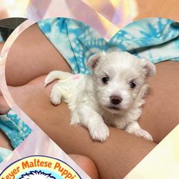 Maltese from Meyer Maltese Puppies - Deltona, FL