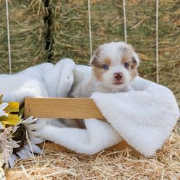 Australian Shepherd Puppies from Sweet Meadow Farms