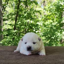 Charlie - Cream male Shiba Inu puppy in Clayton, Illinois from Adorable-Puppies