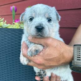 Ivey - Blue female Australian Cattle Dog puppy in Lynd, Minnesota from Diamond Falls Cattle Dogs