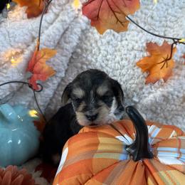 Pecan - Black & tan tri-color female Morkie puppy in Lawrenceville, Georgia from Georgias Finest Puppies