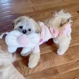 Lily  - Shih Tzu