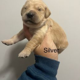 Silver female - Golden female Golden Retriever puppy in Jesup, Georgia from Painted Platinum Retrievers (Painted Platinum Kennel) PPK