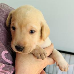 Fuchsia - Yellow female Labrador Retriever puppy in Rock Hill, South Carolina from North Star Retrievers